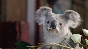 Izzy's Koala World 1. Sezon 3. Bölüm