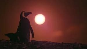 Penguin Town 1. Sezon 3. Bölüm