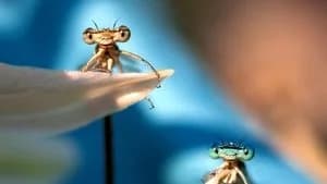 A Real Bug's Life 2. Sezon 3. Bölüm