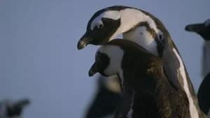 Penguin Town 1. Sezon 2. Bölüm