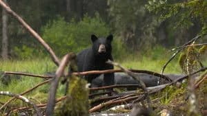 Alaska's Grizzly Gauntlet 1. Sezon 4. Bölüm