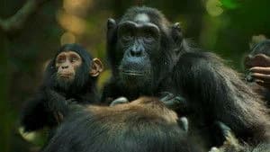 Chimp Empire 1. Sezon 1. Bölüm