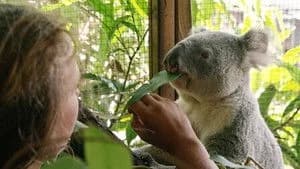 Izzy's Koala World 2. Sezon 4. Bölüm