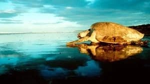The Blue Planet 1. Sezon 8. Bölüm