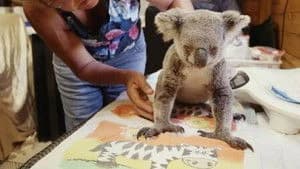 Izzy's Koala World 2. Sezon 2. Bölüm