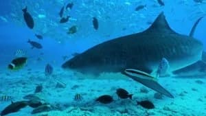 All the Sharks 1. Sezon 1. Bölüm