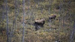 Alaska's Grizzly Gauntlet 1. Sezon 5. Bölüm