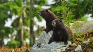 Island of the Sea Wolves 1. Sezon 2. Bölüm