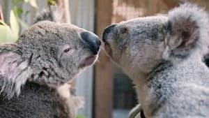 Izzy's Koala World 2. Sezon 8. Bölüm