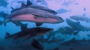 All the Sharks 1. Sezon 3. Bölüm