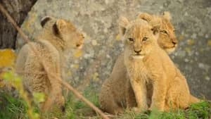 Wild Babies 1. Sezon 2. Bölüm