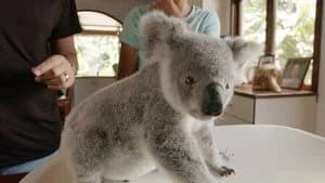 Izzy's Koala World 1. Sezon 7. Bölüm