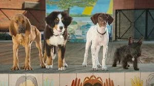 Super PupZ 1. Sezon 1. Bölüm