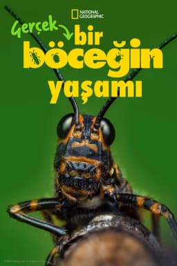 Sezon 1